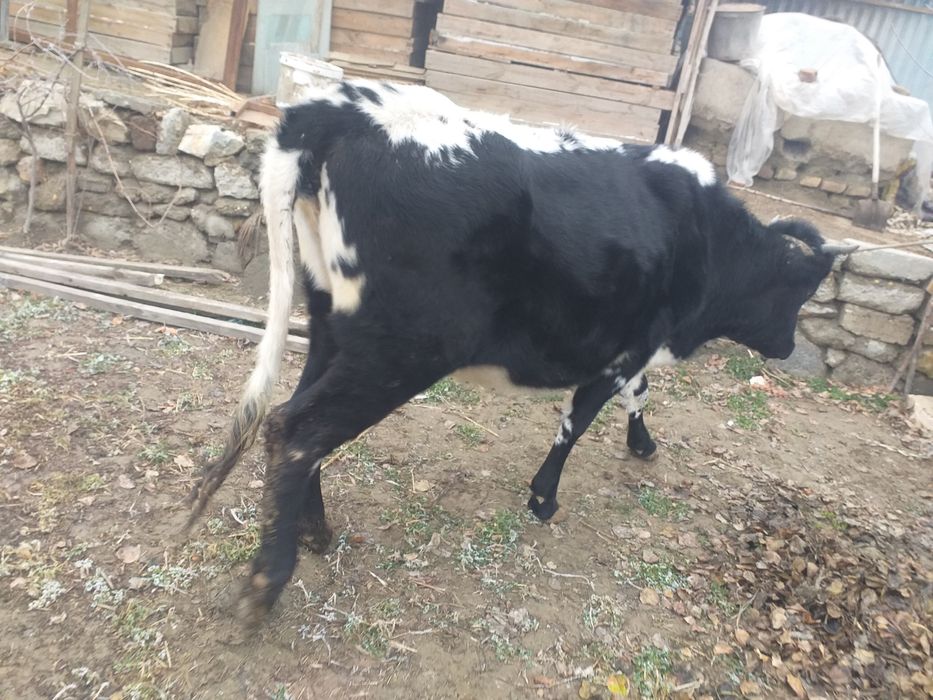 G’unojin bug’ôz