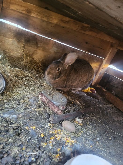 Vând toți iepurii  de se văd în poză