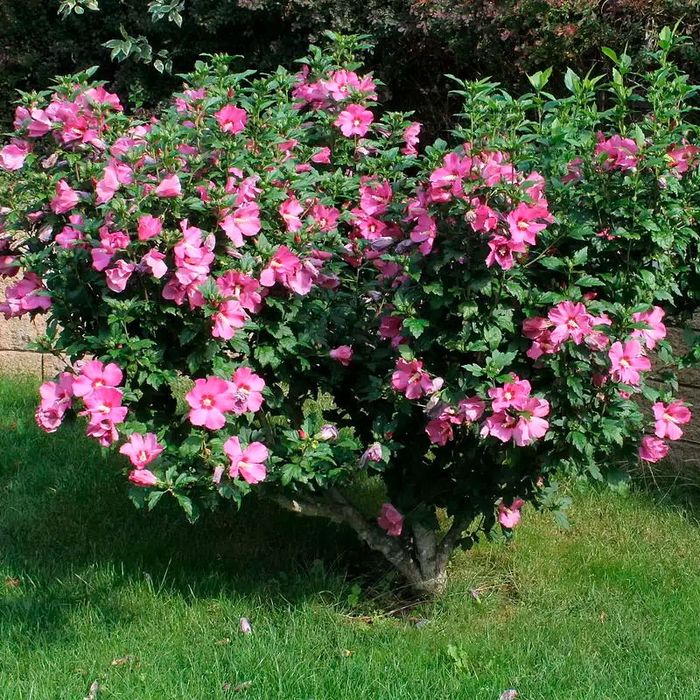 Мевали дарахт кўчатлари сотилади