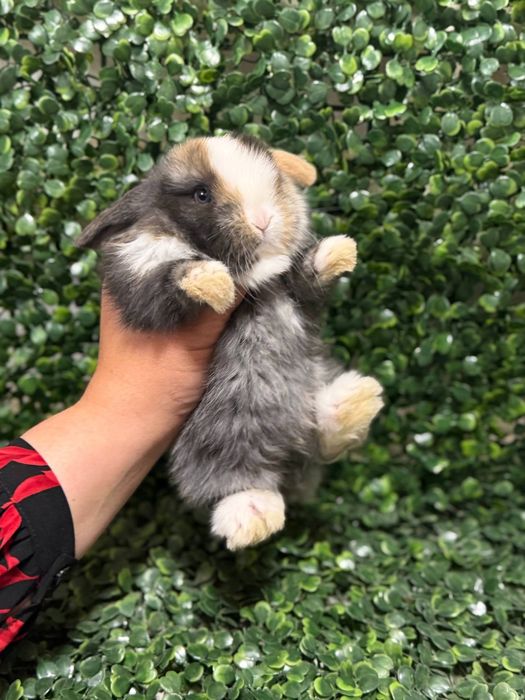 Қуён болалари.    .