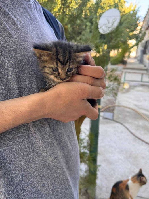 Милый котенок бесплатно даром
