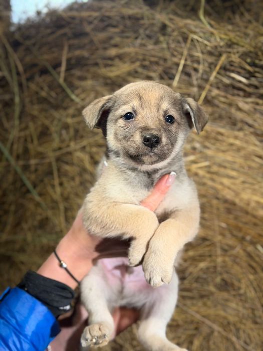 Отдам щенков в добрые руки