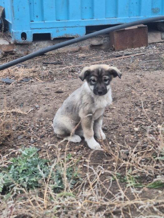 Отдам щенят чистые домашние