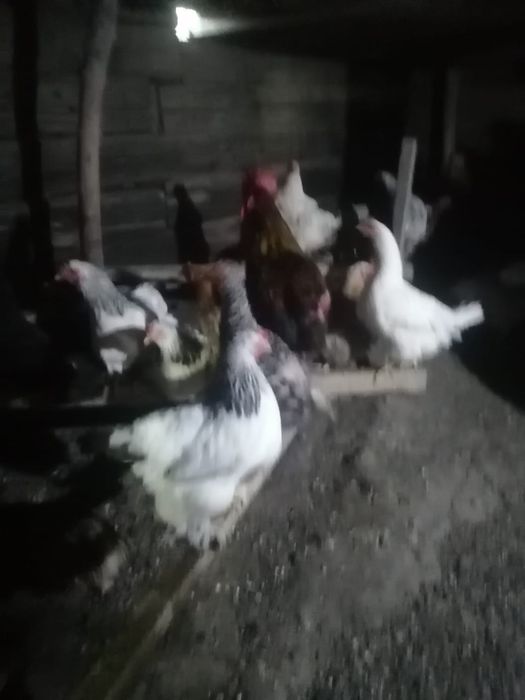 Продам домашних кур и цеплят