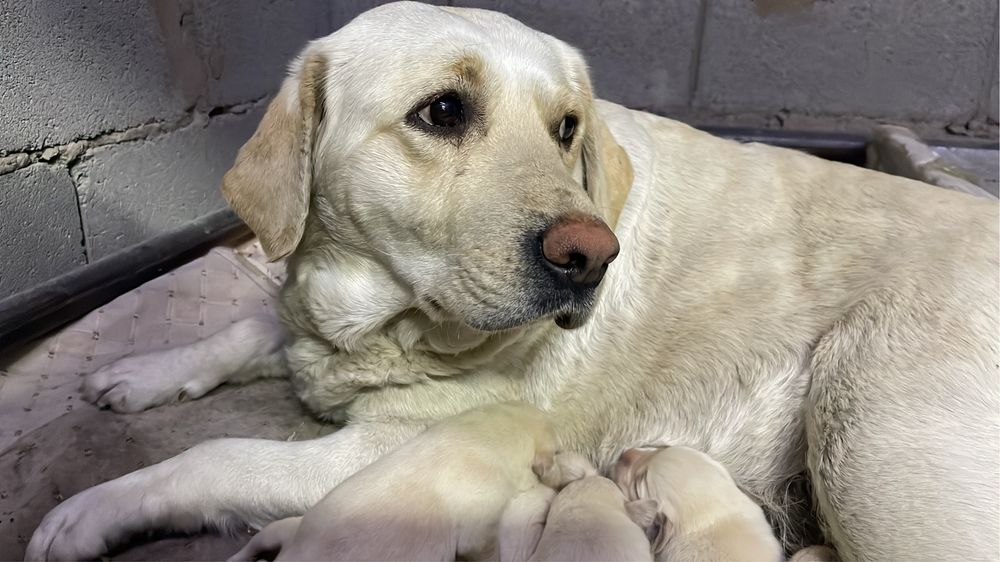 Лабрадор сучка 1,5 года