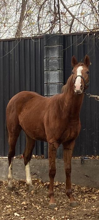 Продам Кунана Жеребчик Айгыр