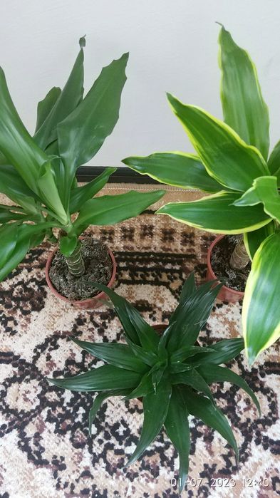 Три броя драцени в саксия