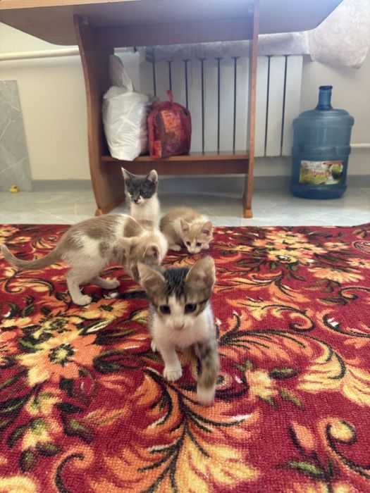 Котята в добрые руки