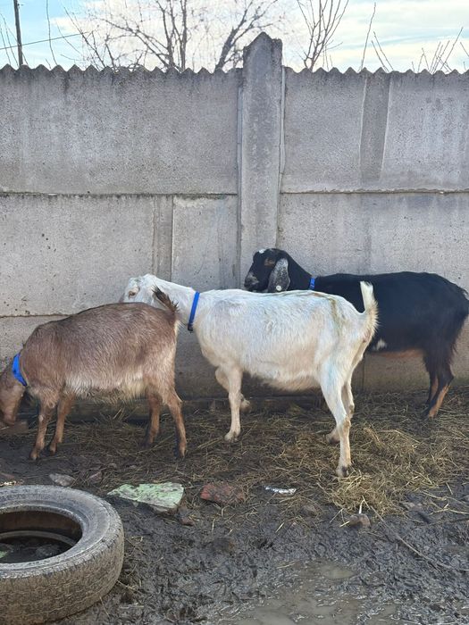 Caprite aglonubian toate gestante