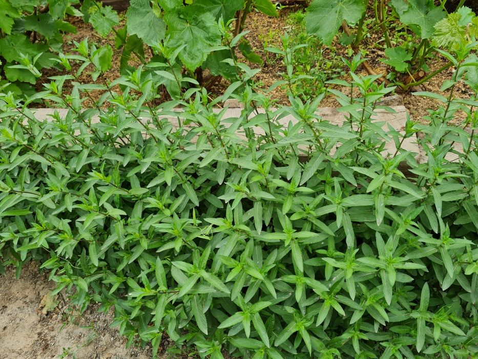 Мята мелисса чебрец