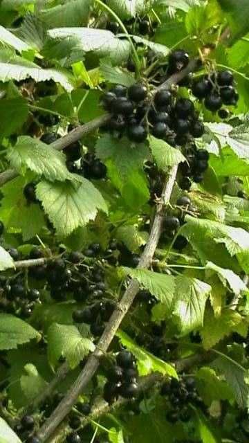 Coacăze negre proaspete