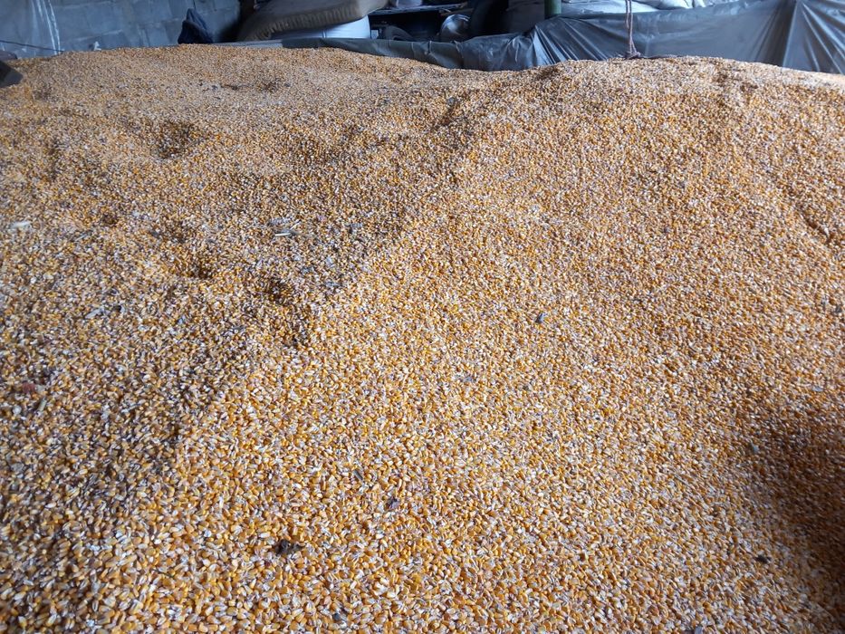 Vand Porumb boabe și grâu