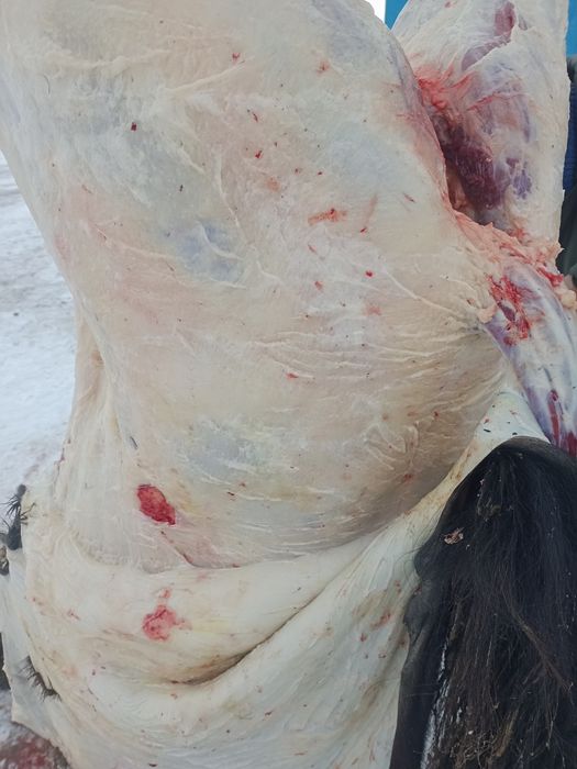 Продам соғым .Жылқы сатылады