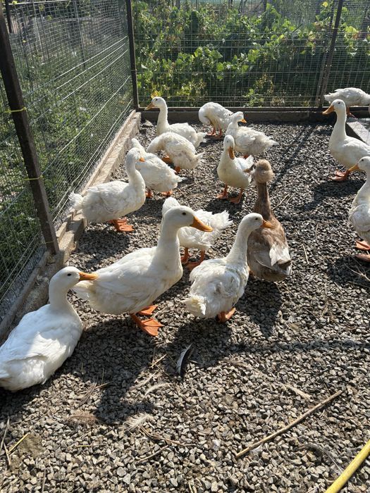 Disponibile rate pekin de carne