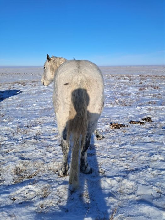 Айғыр сатам ,жасы 11 де