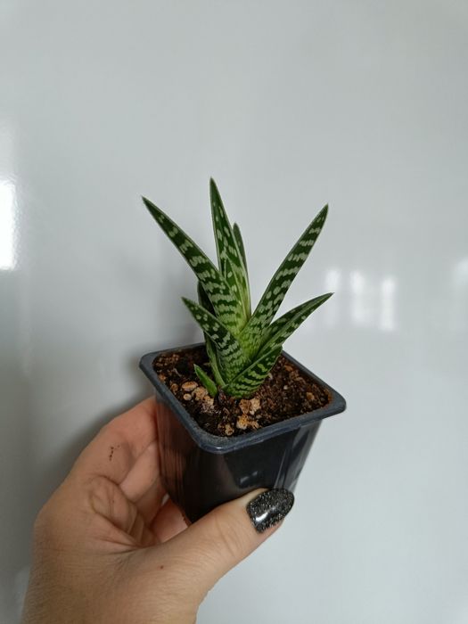 Продам алоэ,толстянку,опунцию,молочай