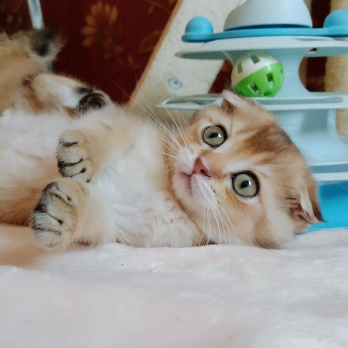 Скоттиш фолд золотая Шиншила девочка