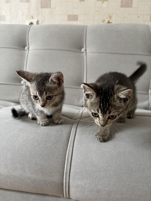 отдам двух котят