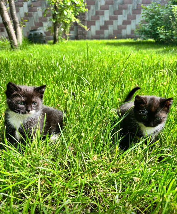 Котятки ищут любищую семью
