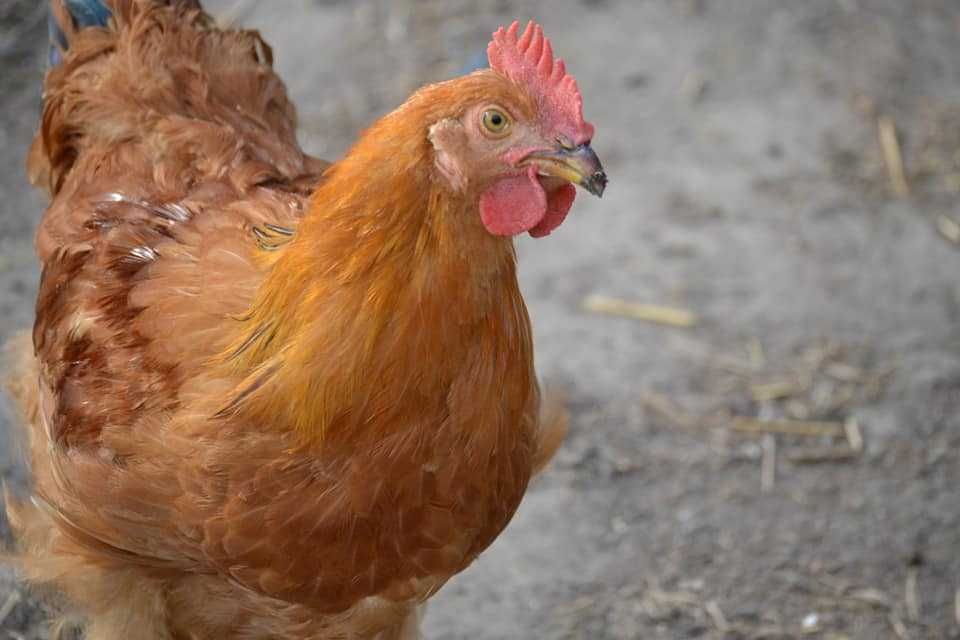 Продавам оплодени яйца за инкубация