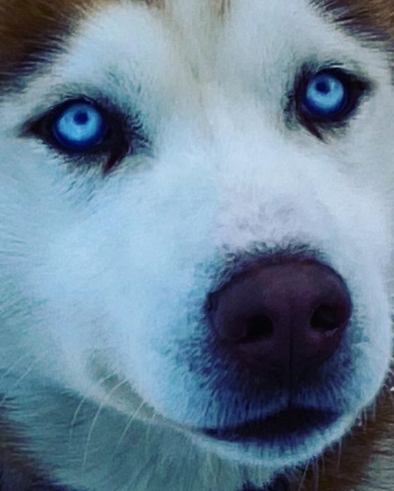 Вязка хаски (случка)