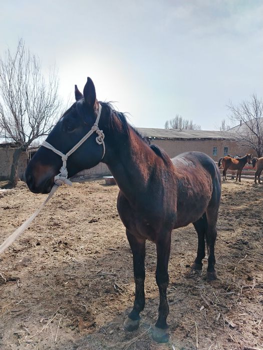 Кунан сатылады,,,