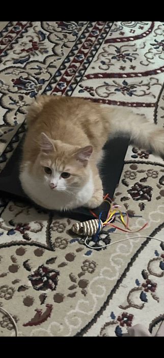 ПРОПАЛ КОТ . Вознограждение !!