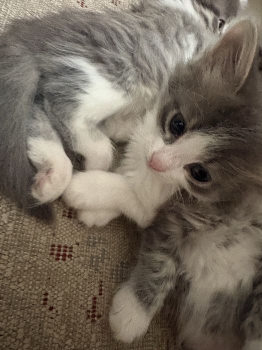 Милые котята ищут дом