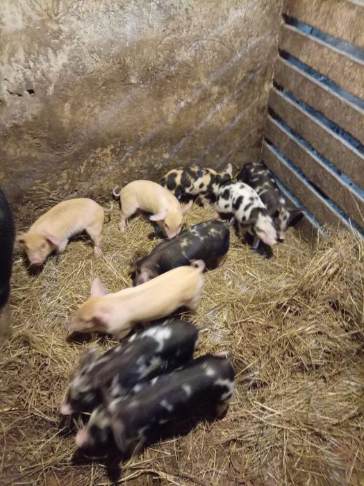 Поросята 1 месяц