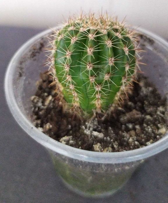 Кактусы для дома и офиса