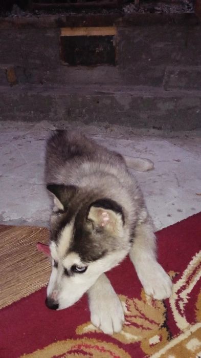 Сибирьский Хаски