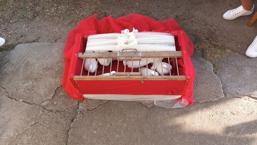 Porumbei albi voiajori de închiriat pentru evenimente