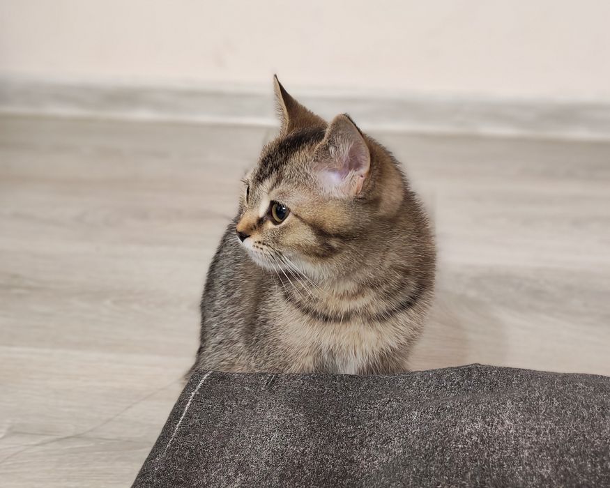 Продам котенка Алматы