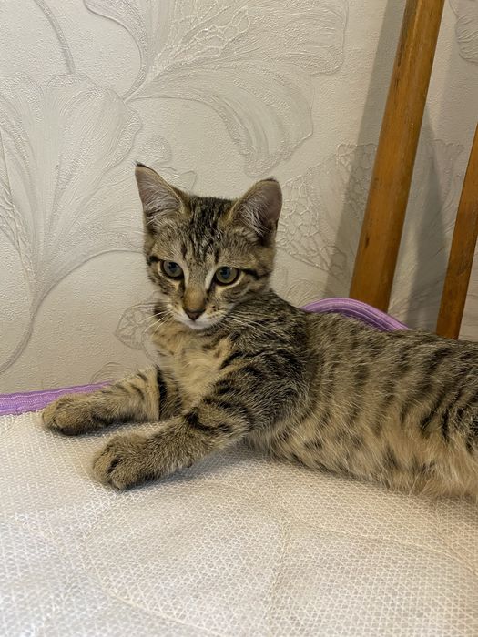 Отдам котят в доьрые оуки