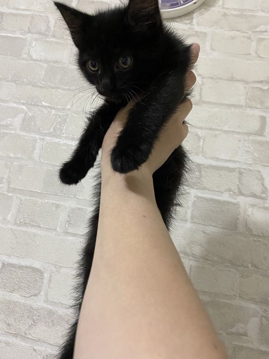 отдам котенка мальчик