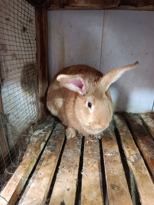 Burgun samka 8 oyli boğoz.