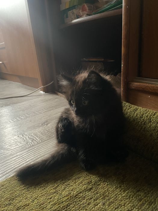 котята бесплатно