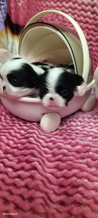 Девочки японского хина.