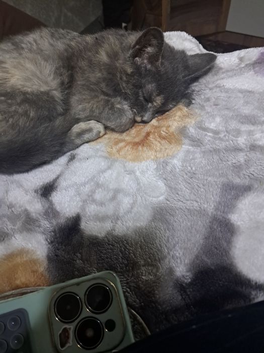 Отдам бесплатно в добрые руки