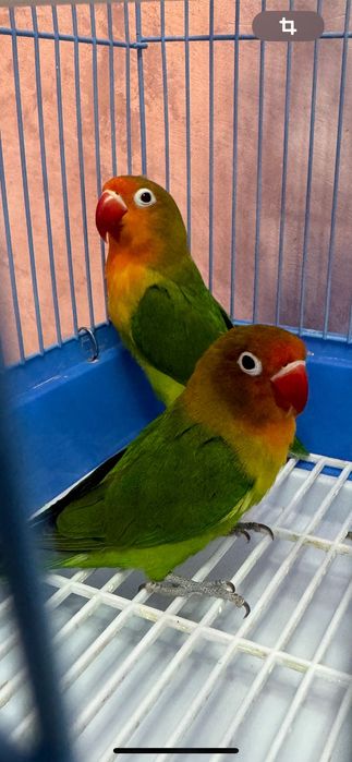 Продам пару попугаев неразлучников
