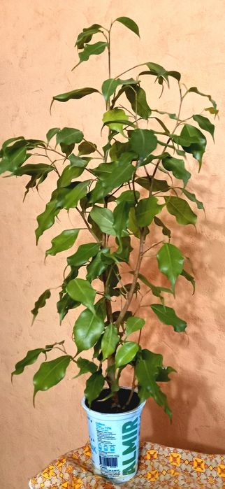 Продам фикус Бенджамина