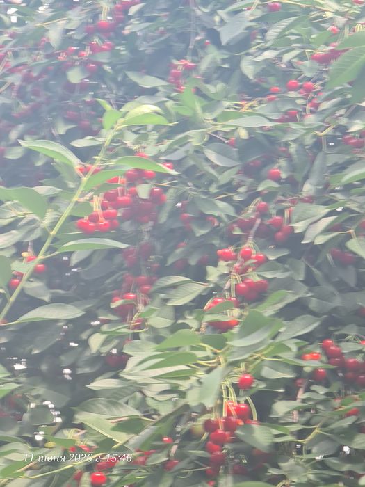 Вишня 1кг 700тг.
