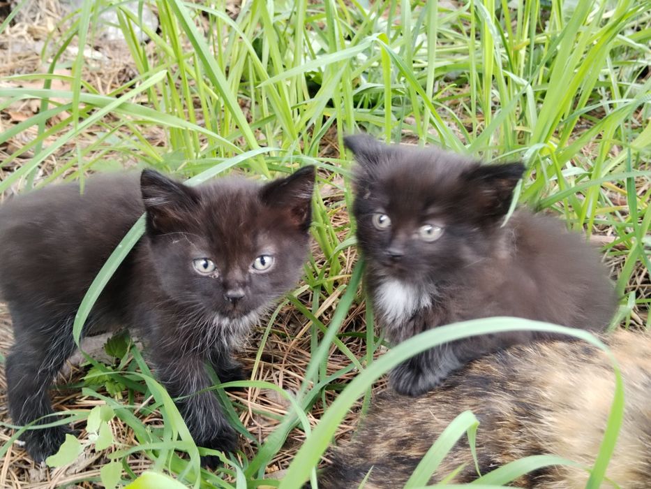 Отдам котят, крысоловы