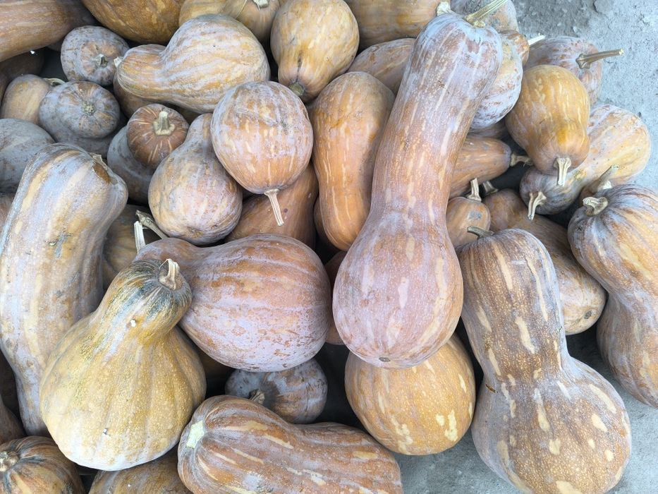 Тыква мантная  по 300