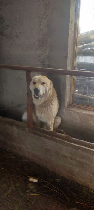 Продам мощного кобеля молодой