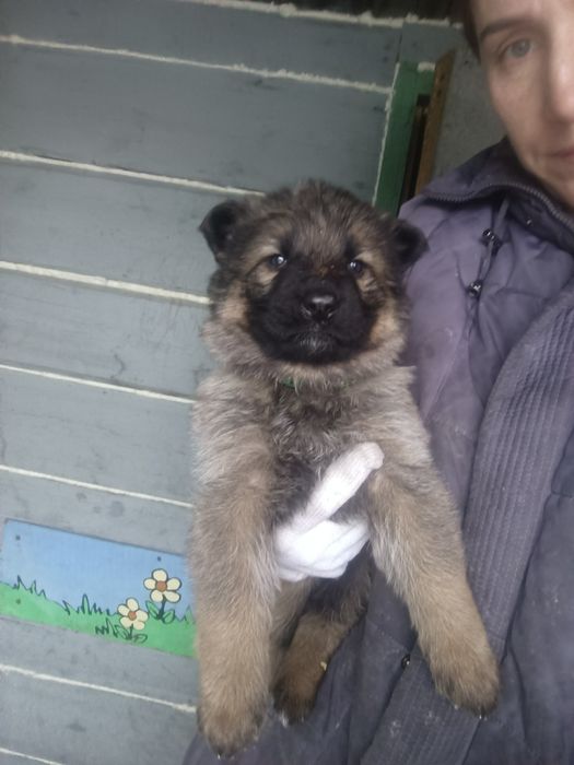 Щенок немецкой овчарки.