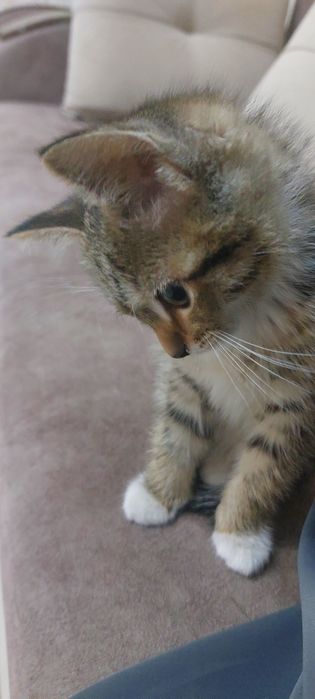 Котёнок в хорошие руки