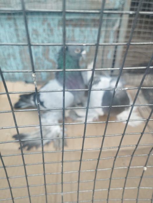 Продам самец сизы