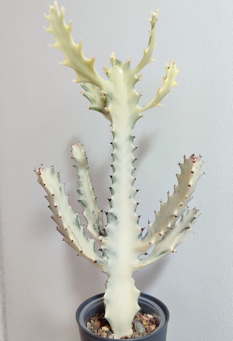 Euphorbia lactea White Ghost