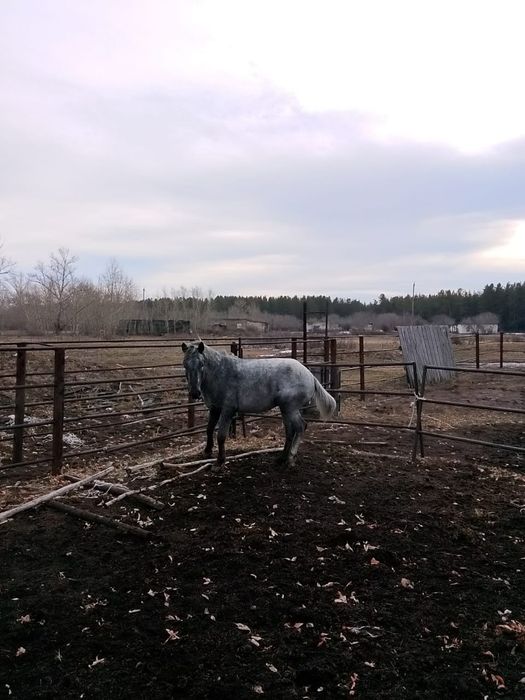 продам лошадь 2,6 лет